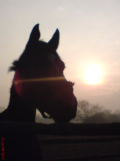 DSC00339.JPG