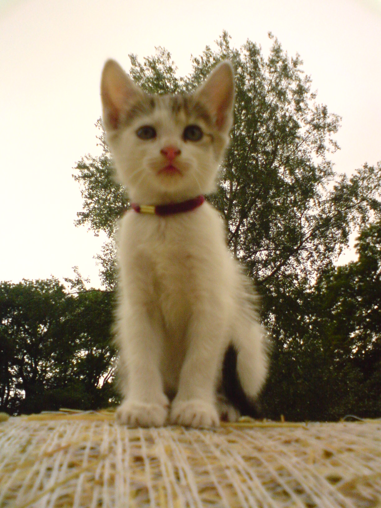 DSC00217.JPG