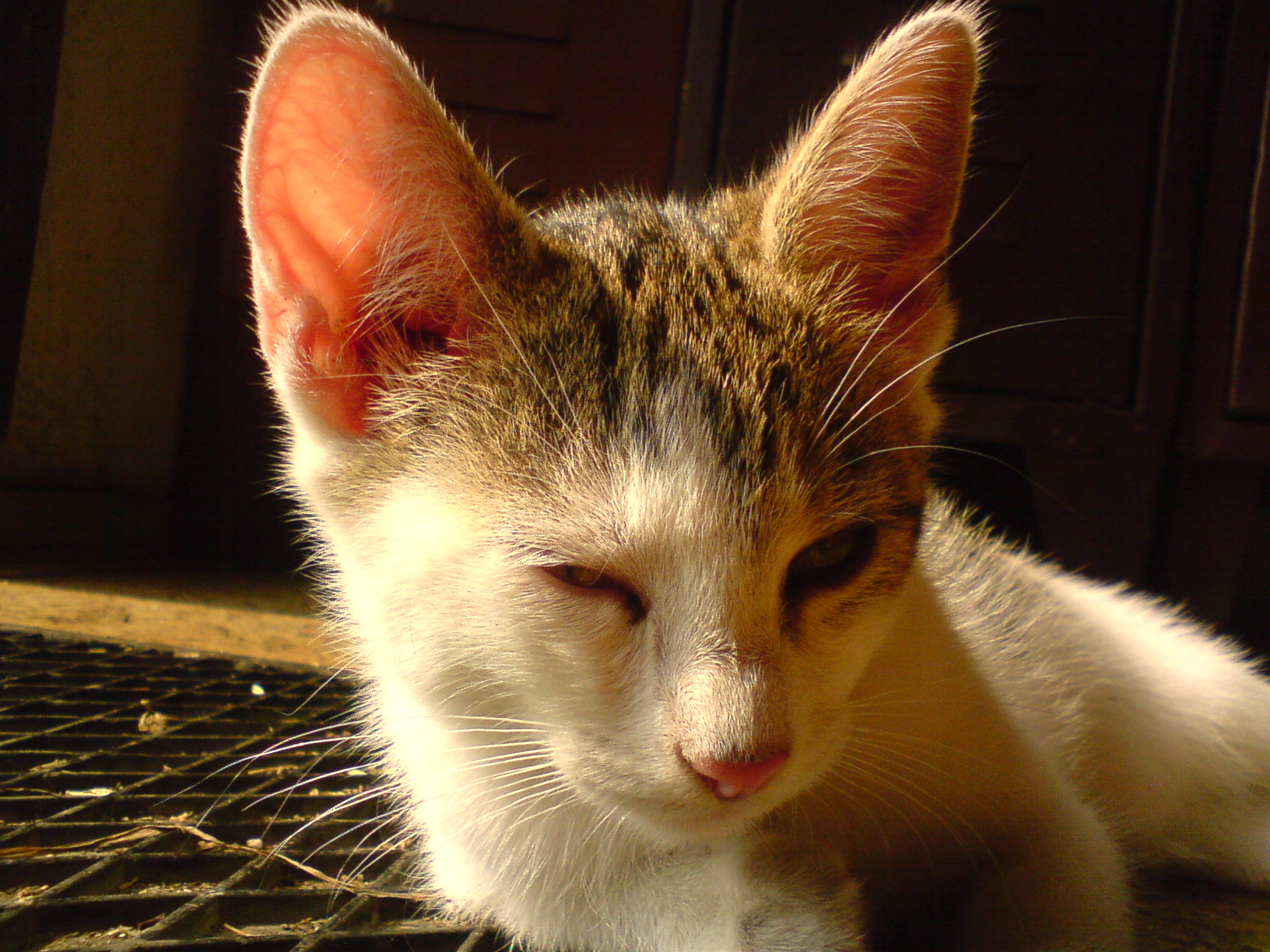 DSC00004.JPG